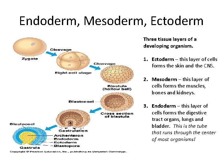 Endoderm, Mesoderm, Ectoderm Three tissue layers of a developing organism. 1. Ectoderm – this