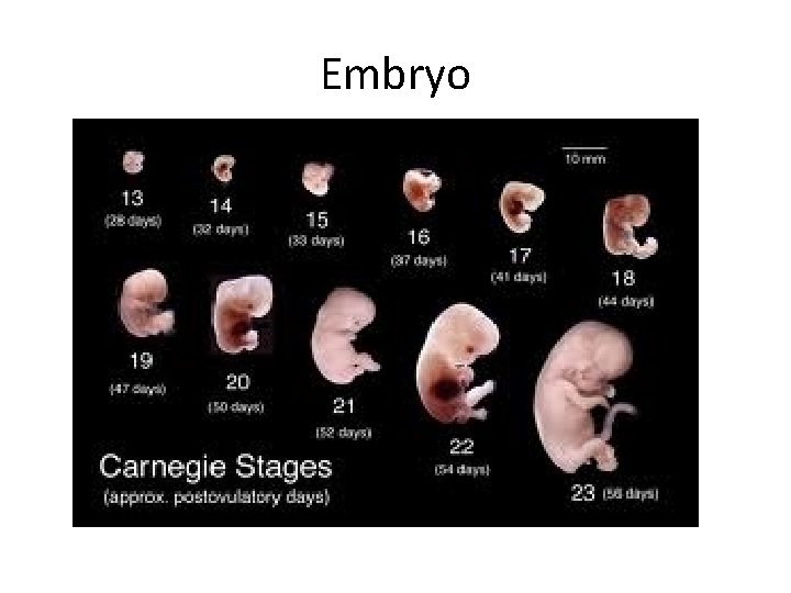 Embryo 
