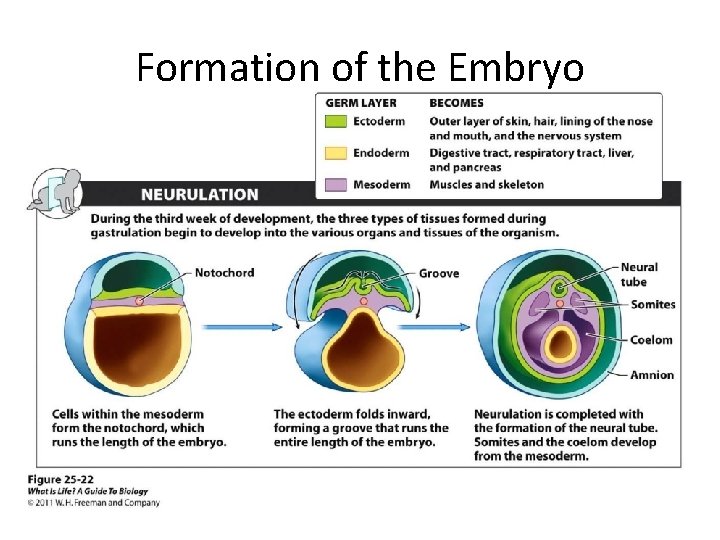 Formation of the Embryo 