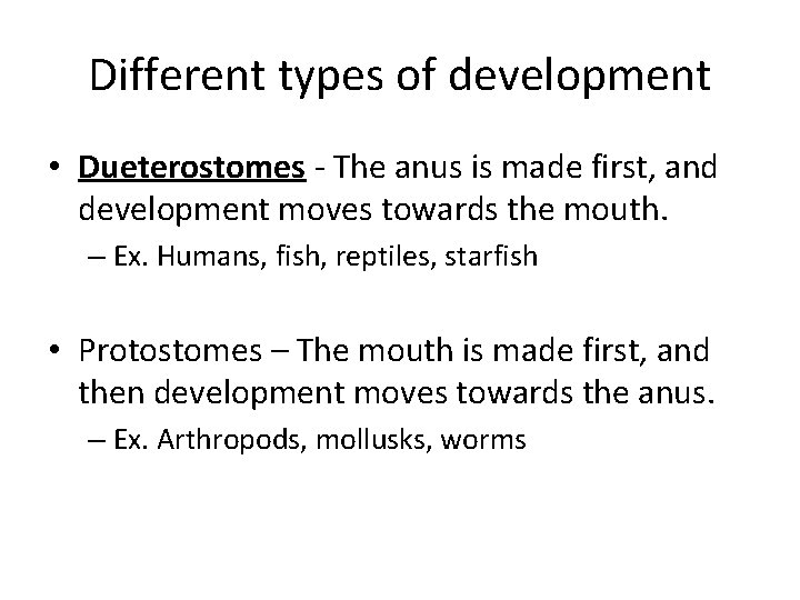 Different types of development • Dueterostomes - The anus is made first, and development