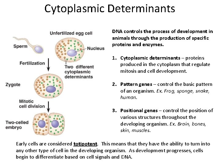 Cytoplasmic Determinants DNA controls the process of development in animals through the production of