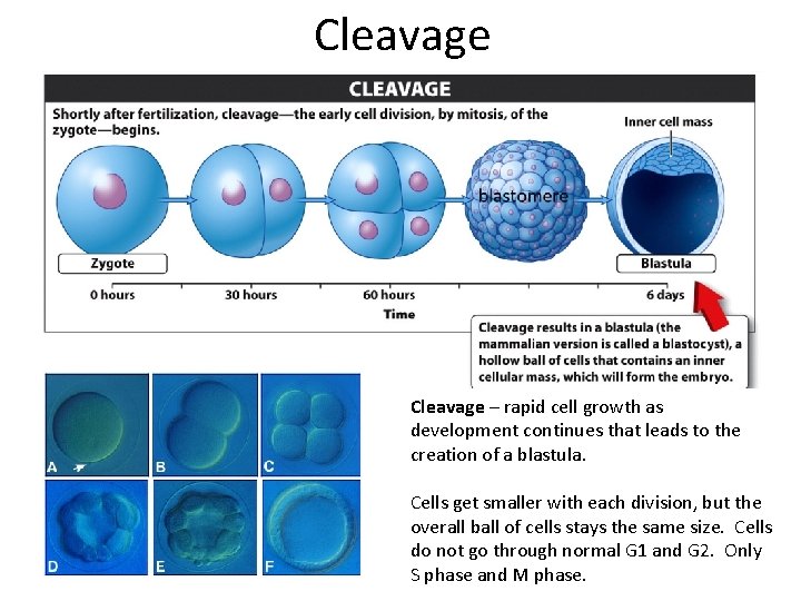 Cleavage – rapid cell growth as development continues that leads to the creation of