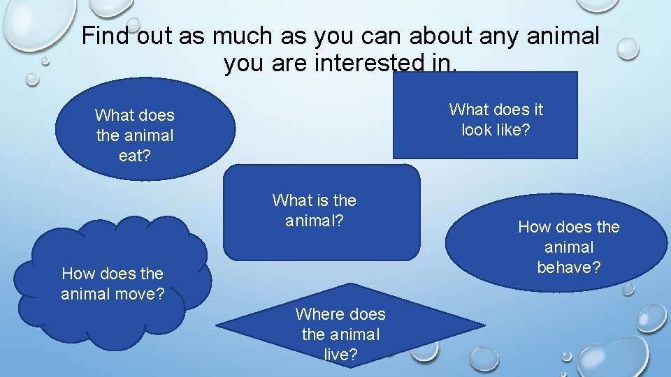 Find out as much as you can about any animal you are interested in.