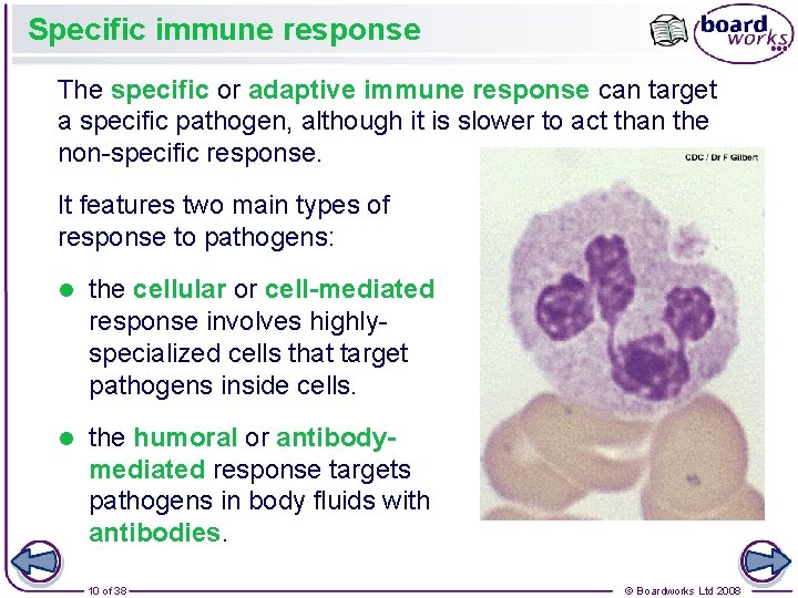 Specific immune response The specific or adaptive immune response can target a specific pathogen,