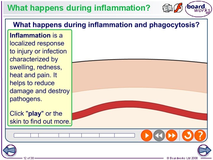 What happens during inflammation? 12 of 38 © Boardworks Ltd 2008 