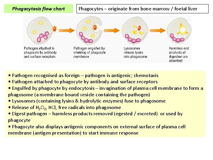 Phagocytosis flow chart Phagocytes – originate from bone marrow / foetal liver • Pathogen