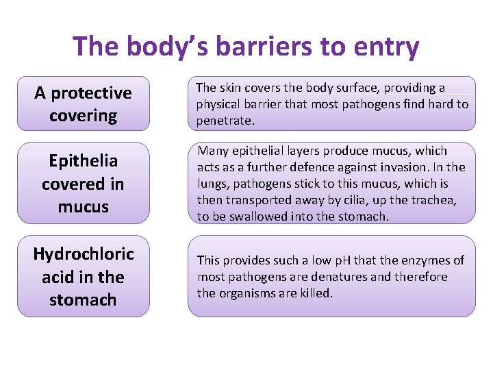 The body’s barriers to entry A protective covering The skin covers the body surface,