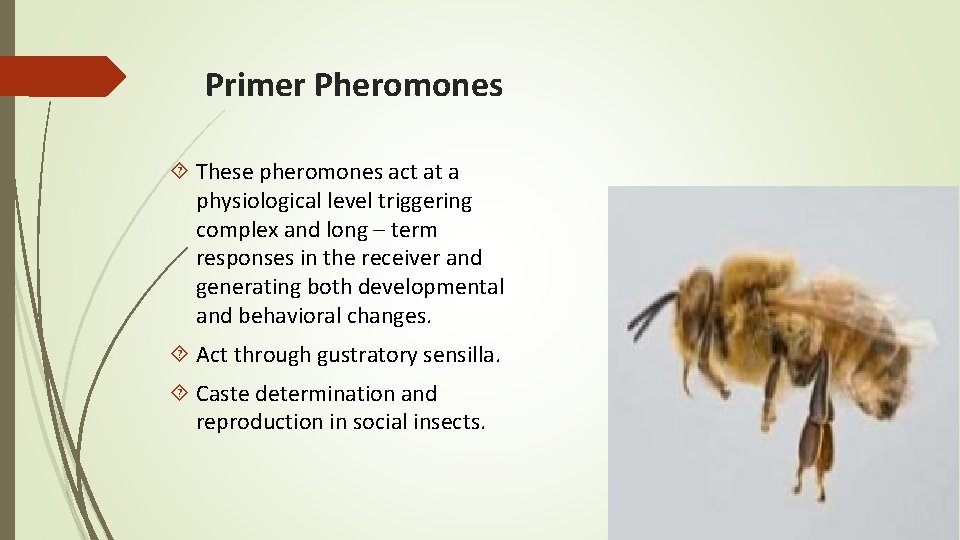 Primer Pheromones These pheromones act at a physiological level triggering complex and long –