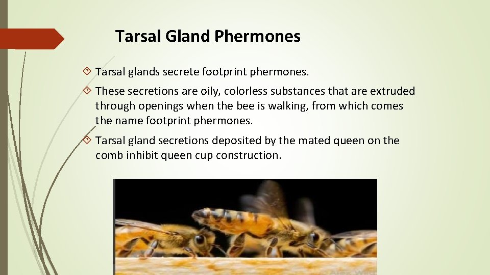 Tarsal Gland Phermones Tarsal glands secrete footprint phermones. These secretions are oily, colorless substances