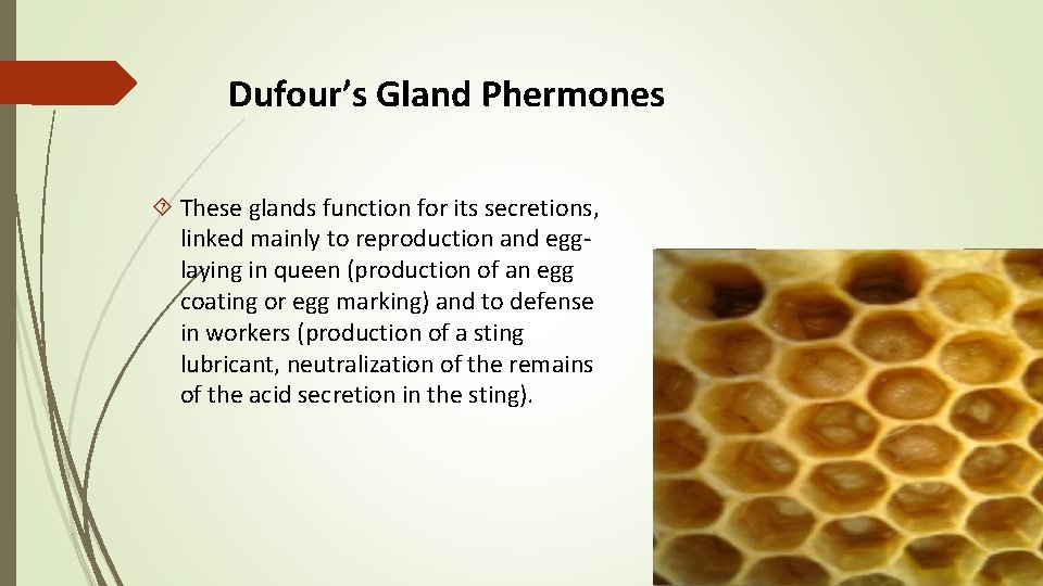 Dufour’s Gland Phermones These glands function for its secretions, linked mainly to reproduction and