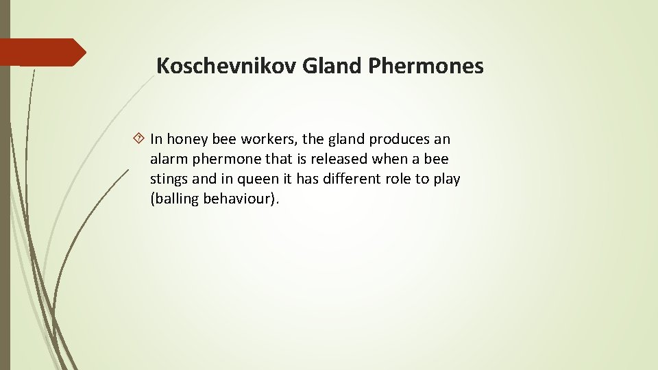 Koschevnikov Gland Phermones In honey bee workers, the gland produces an alarm phermone that