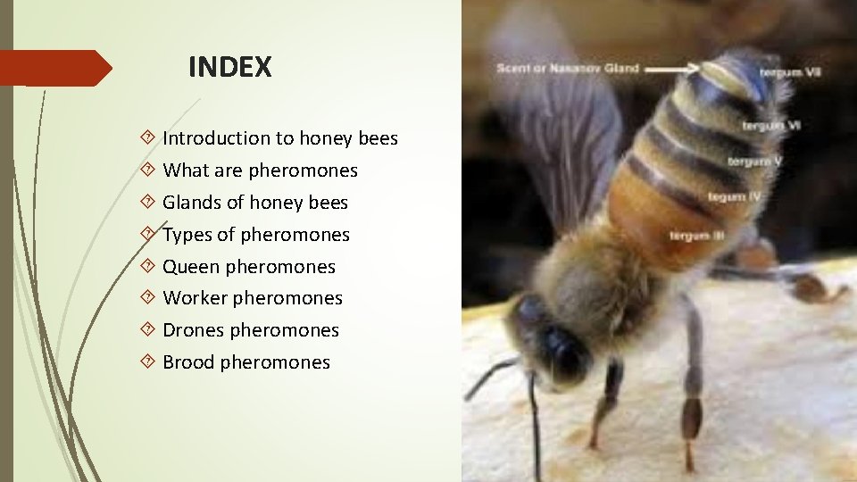 INDEX Introduction to honey bees What are pheromones Glands of honey bees Types of