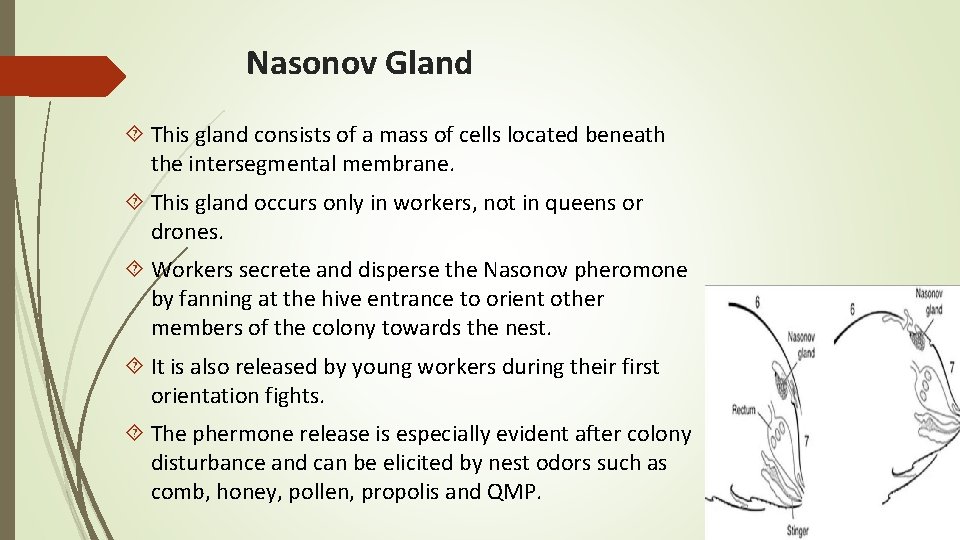 Nasonov Gland This gland consists of a mass of cells located beneath the intersegmental