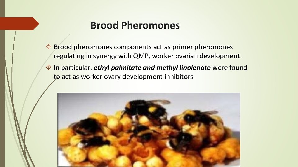 Brood Pheromones Brood pheromones components act as primer pheromones regulating in synergy with QMP,