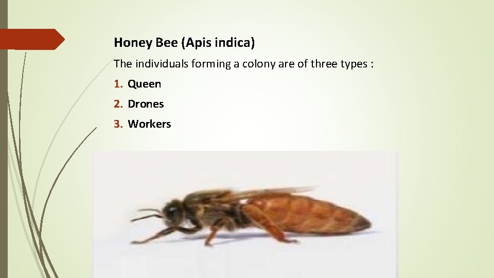 Honey Bee (Apis indica) The individuals forming a colony are of three types :