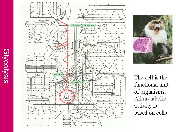 Glycolysis The cell is the functional unit of organisms. All metabolic activity is based