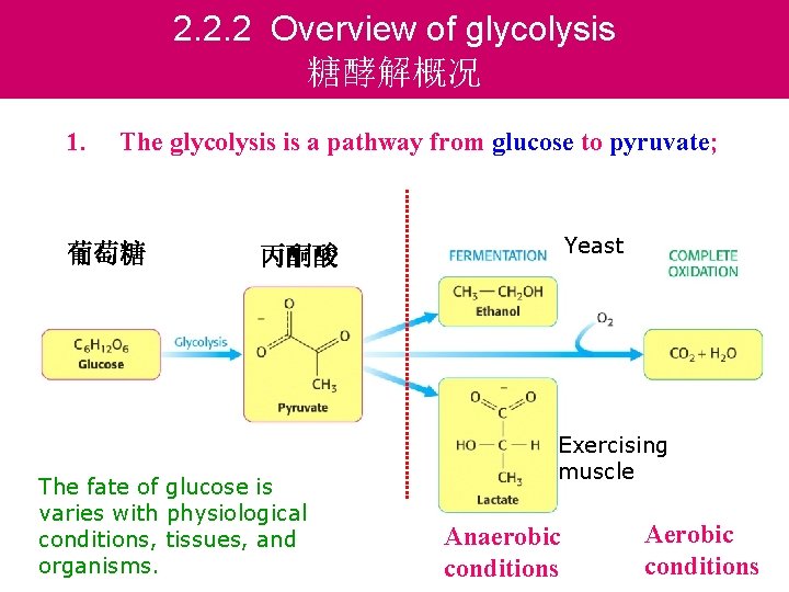 2. 2. 2 Overview of glycolysis 糖酵解概况 1. The glycolysis is a pathway from