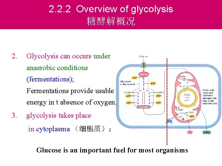 2. 2. 2 Overview of glycolysis 糖酵解概况 2. Glycolysis can occurs under anaerobic conditions
