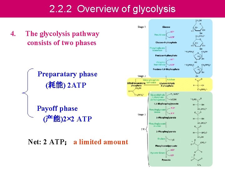 2. 2. 2 Overview of glycolysis 4. The glycolysis pathway consists of two phases