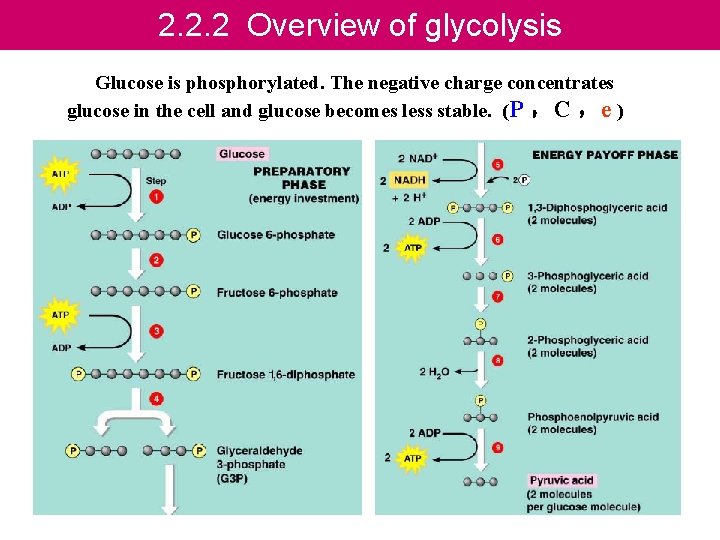 2. 2. 2 Overview of glycolysis Glucose is phosphorylated. The negative charge concentrates glucose