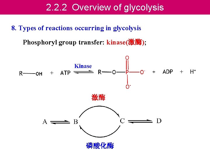 2. 2. 2 Overview of glycolysis 8. Types of reactions occurring in glycolysis Phosphoryl