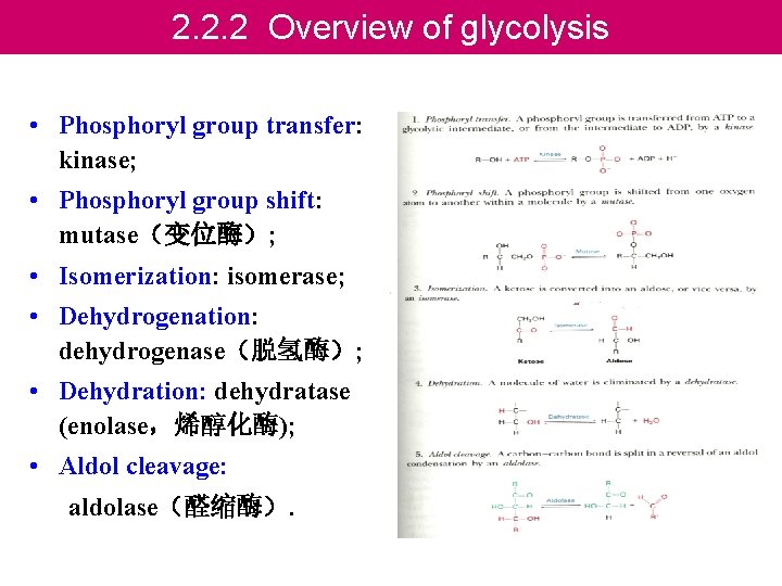 2. 2. 2 Overview of glycolysis • Phosphoryl group transfer: kinase; • Phosphoryl group