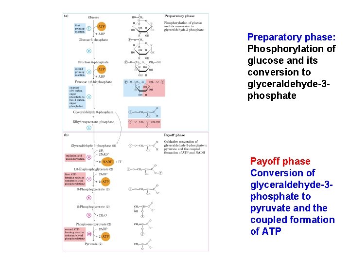 Preparatory phase: Phosphorylation of glucose and its conversion to glyceraldehyde-3 phosphate Payoff phase Conversion