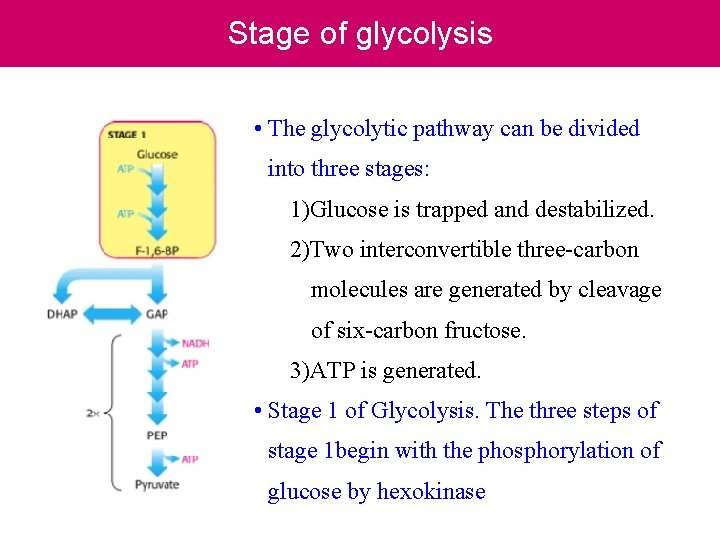 Stage of glycolysis • The glycolytic pathway can be divided into three stages: 1)Glucose