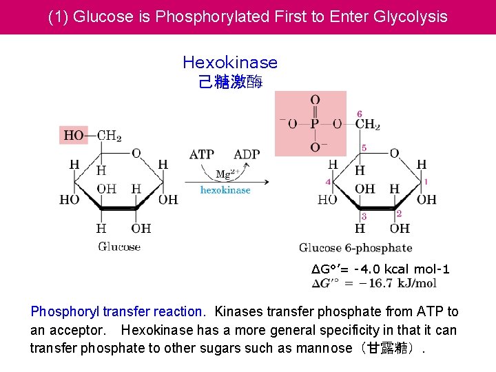 (1) Glucose is Phosphorylated First to Enter Glycolysis Hexokinase 己糖激酶 ΔG°’= -4. 0 kcal