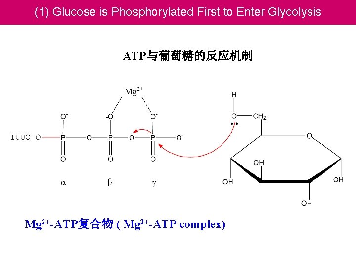 (1) Glucose is Phosphorylated First to Enter Glycolysis ATP与葡萄糖的反应机制 Mg 2+-ATP复合物 ( Mg 2+-ATP