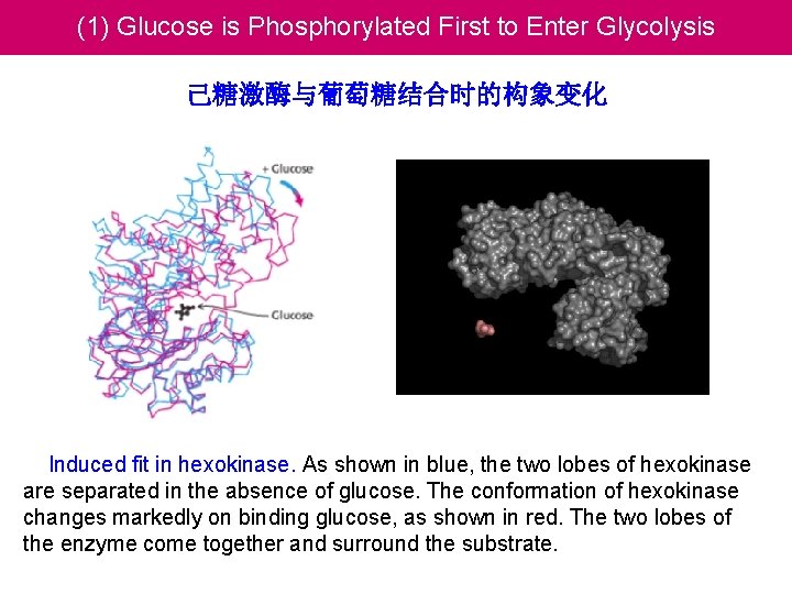 (1) Glucose is Phosphorylated First to Enter Glycolysis 己糖激酶与葡萄糖结合时的构象变化 Induced fit in hexokinase. As