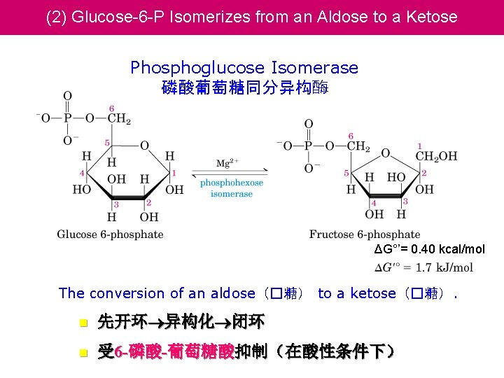 (2) Glucose-6 -P Isomerizes from an Aldose to a Ketose Phosphoglucose Isomerase 磷酸葡萄糖同分异构酶 ΔG°’=