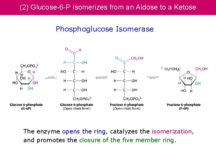 (2) Glucose-6 -P Isomerizes from an Aldose to a Ketose Phosphoglucose Isomerase The enzyme