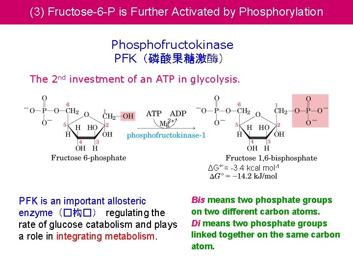 (3) Fructose-6 -P is Further Activated by Phosphorylation Phosphofructokinase PFK（磷酸果糖激酶） The 2 nd investment