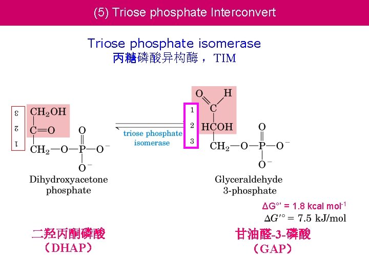 (5) Triose phosphate Interconvert Triose phosphate isomerase 丙糖磷酸异构酶 ，TIM ΔG°’ = 1. 8 kcal