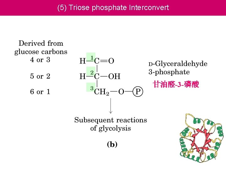 (5) Triose phosphate Interconvert 甘油醛-3 -磷酸 