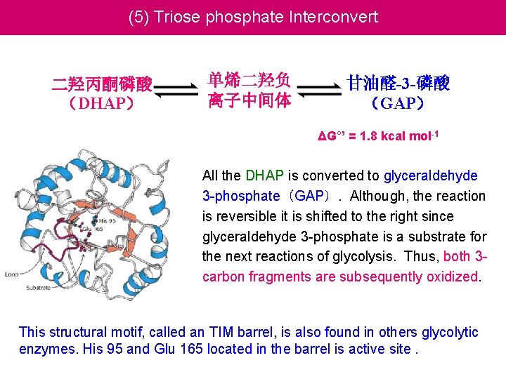 (5) Triose phosphate Interconvert 二羟丙酮磷酸 （DHAP） 单烯二羟负 离子中间体 甘油醛-3 -磷酸 （GAP） ΔG°’ = 1.