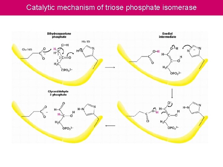 Catalytic mechanism of triose phosphate isomerase 