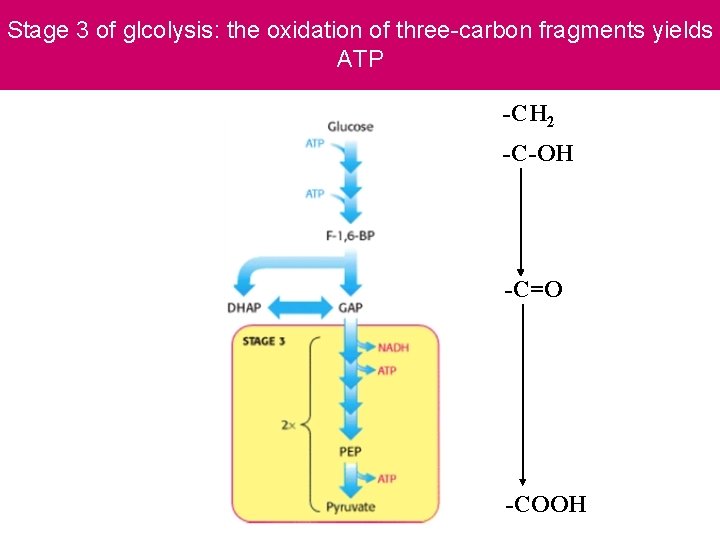 Stage 3 of glcolysis: the oxidation of three-carbon fragments yields ATP -CH 2 -C-OH