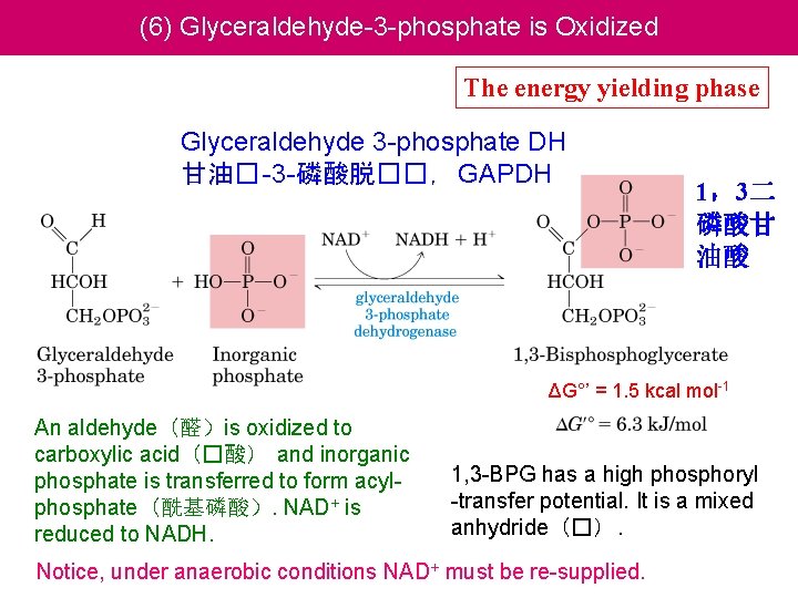(6) Glyceraldehyde-3 -phosphate is Oxidized The energy yielding phase Glyceraldehyde 3 -phosphate DH 甘油�
