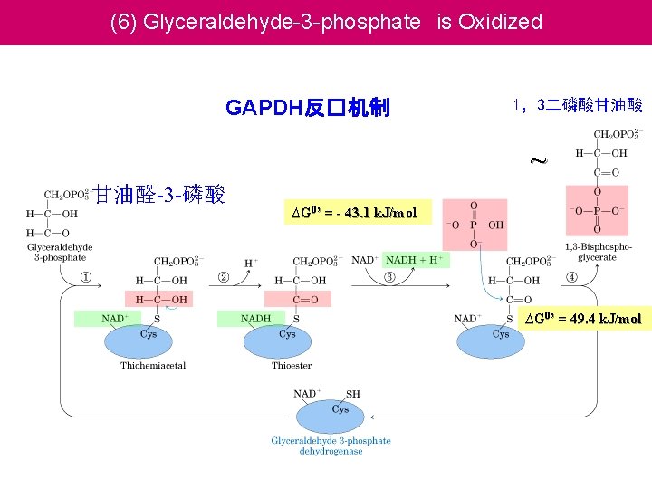 (6) Glyceraldehyde-3 -phosphate is Oxidized GAPDH反�机制 1，3二磷酸甘油酸 ~ 甘油醛-3 -磷酸 ∆G 0’ = -