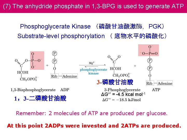 (7) The anhydride phosphate in 1, 3 -BPG is used to generate ATP Phosphoglycerate