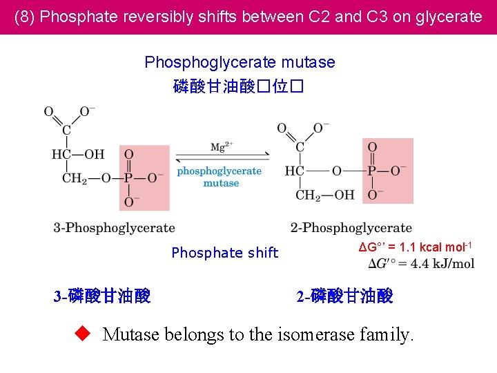 (8) Phosphate reversibly shifts between C 2 and C 3 on glycerate Phosphoglycerate mutase