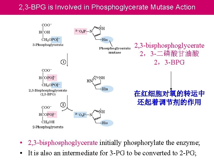 2, 3 -BPG is Involved in Phosphoglycerate Mutase Action 2, 3 -bisphoglycerate 2，3 -二磷酸甘油酸