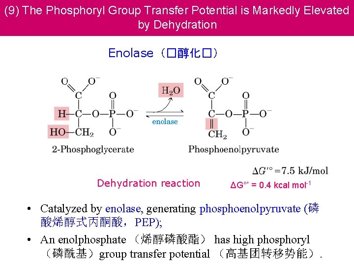 (9) The Phosphoryl Group Transfer Potential is Markedly Elevated by Dehydration Enolase（�醇化�） Dehydration reaction