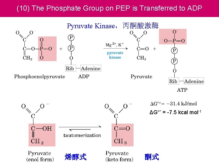 (10) The Phosphate Group on PEP is Transferred to ADP Pyruvate Kinase，丙酮酸激酶 ΔG°’ =