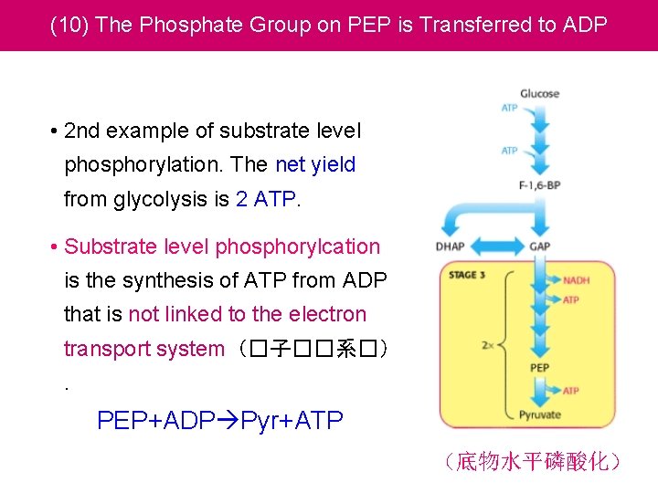 (10) The Phosphate Group on PEP is Transferred to ADP • 2 nd example