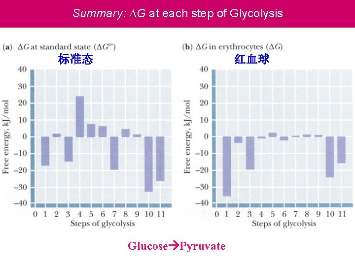 Summary: ∆G at each step of Glycolysis 标准态 红血球 Glucose Pyruvate 