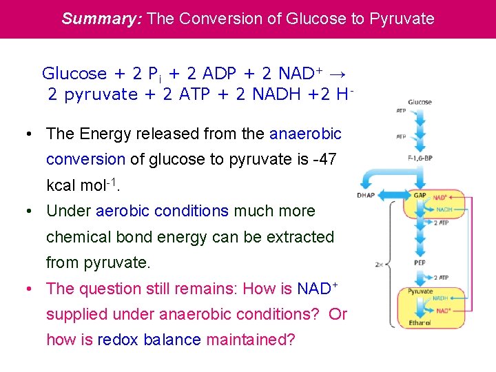 Summary: The Conversion of Glucose to Pyruvate Glucose + 2 Pi + 2 ADP