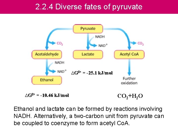 2. 2. 4 Diverse fates of pyruvate ∆G 0’ = -25. 1 k. J/mol